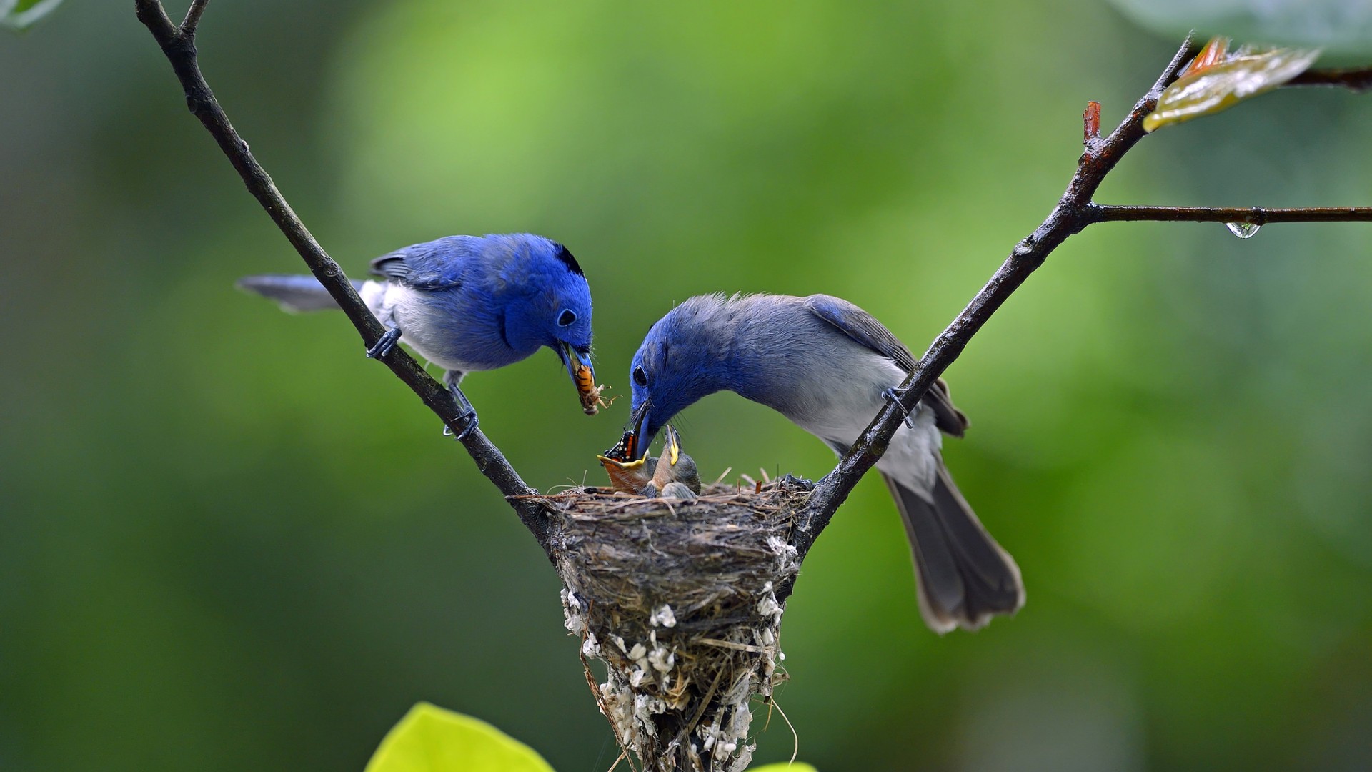 小鸟窝家爸爸妈妈喂小鸟食物电脑桌面动物壁纸下载_高清动物壁纸