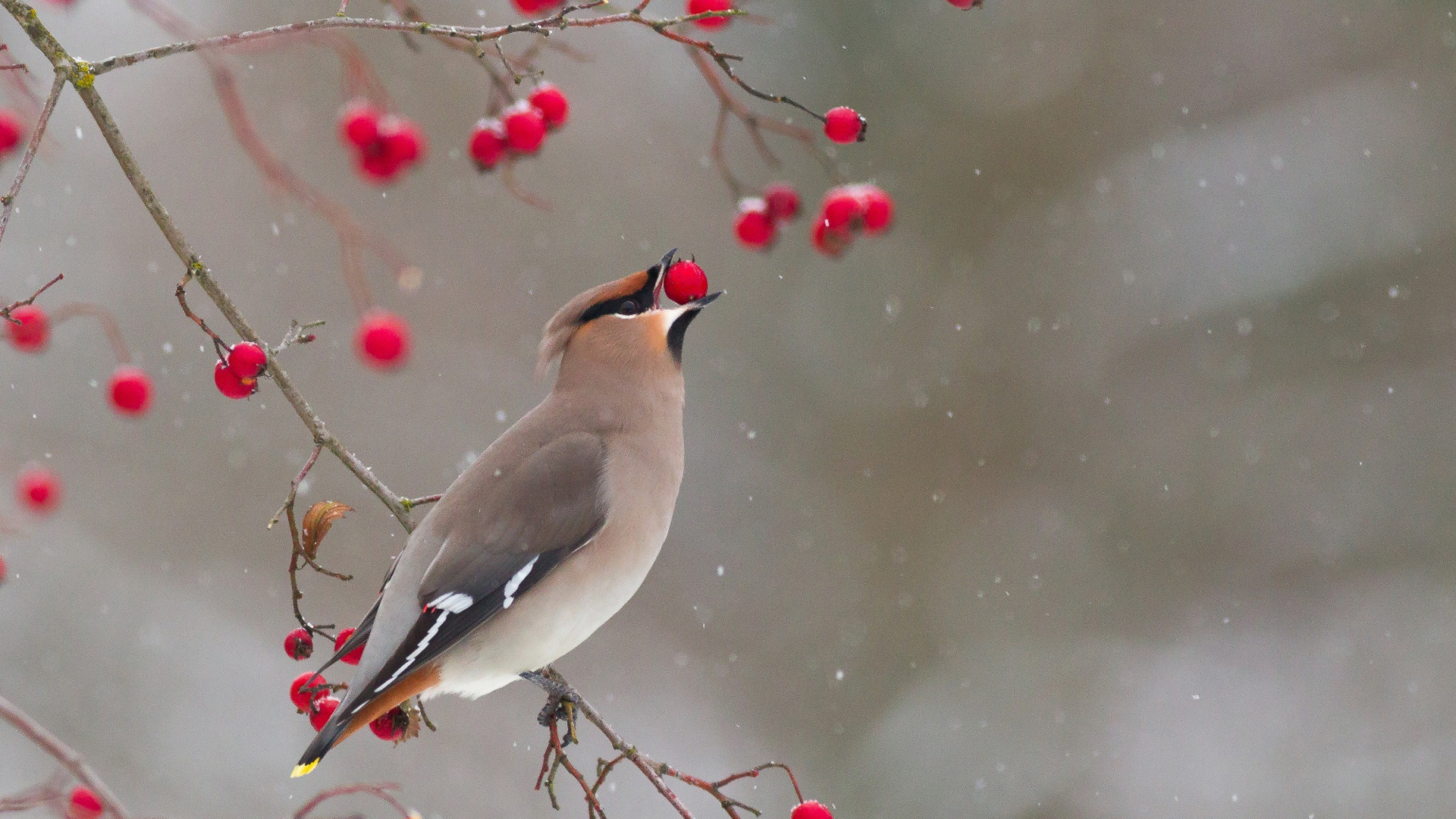 冬天 鸟儿 树枝 果实 太平鸟电脑桌面动物壁纸下载_高清动物壁纸