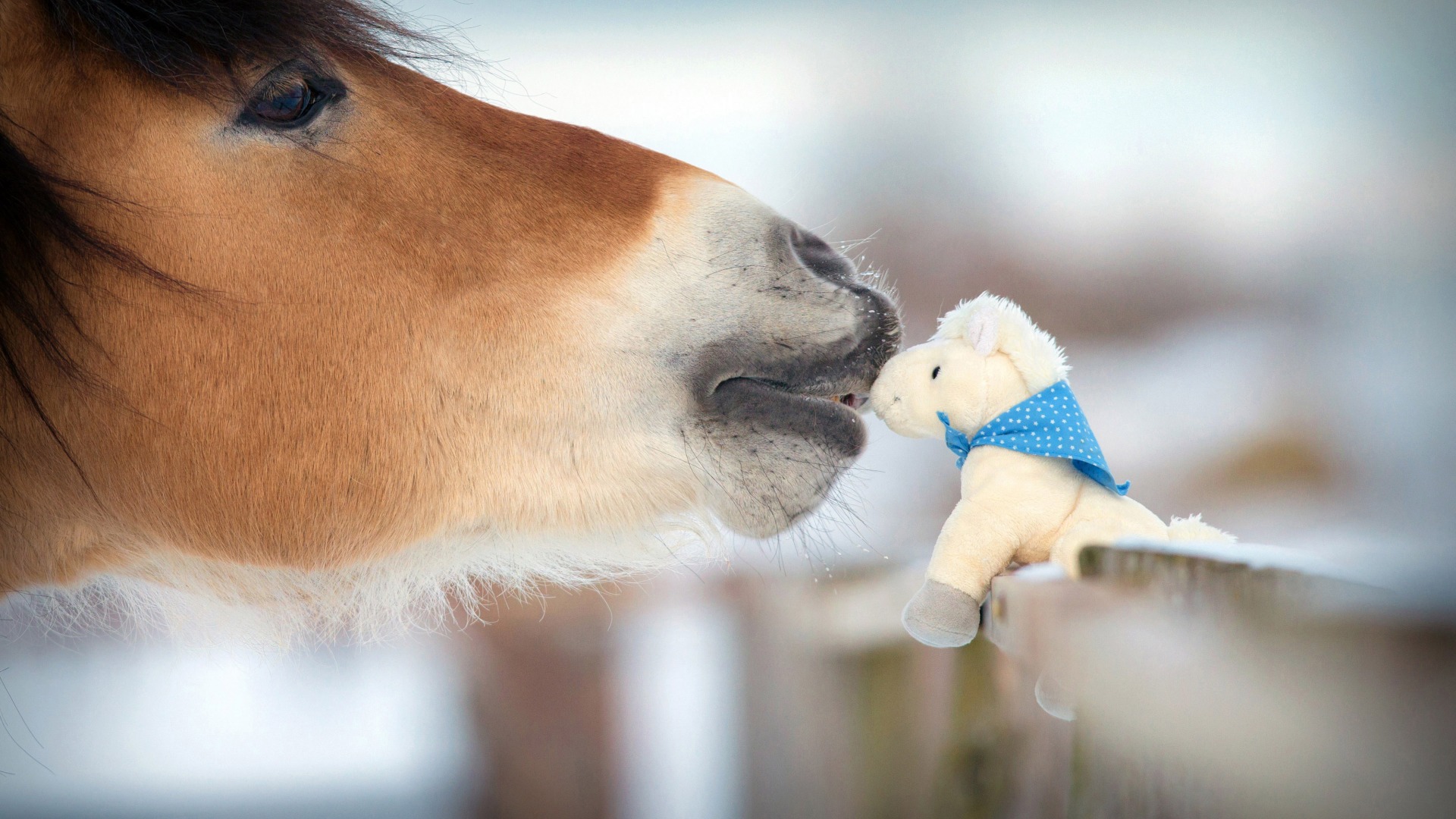 马马儿吻小马自然动物冬天电脑桌面动物壁纸下载_高清动物壁纸