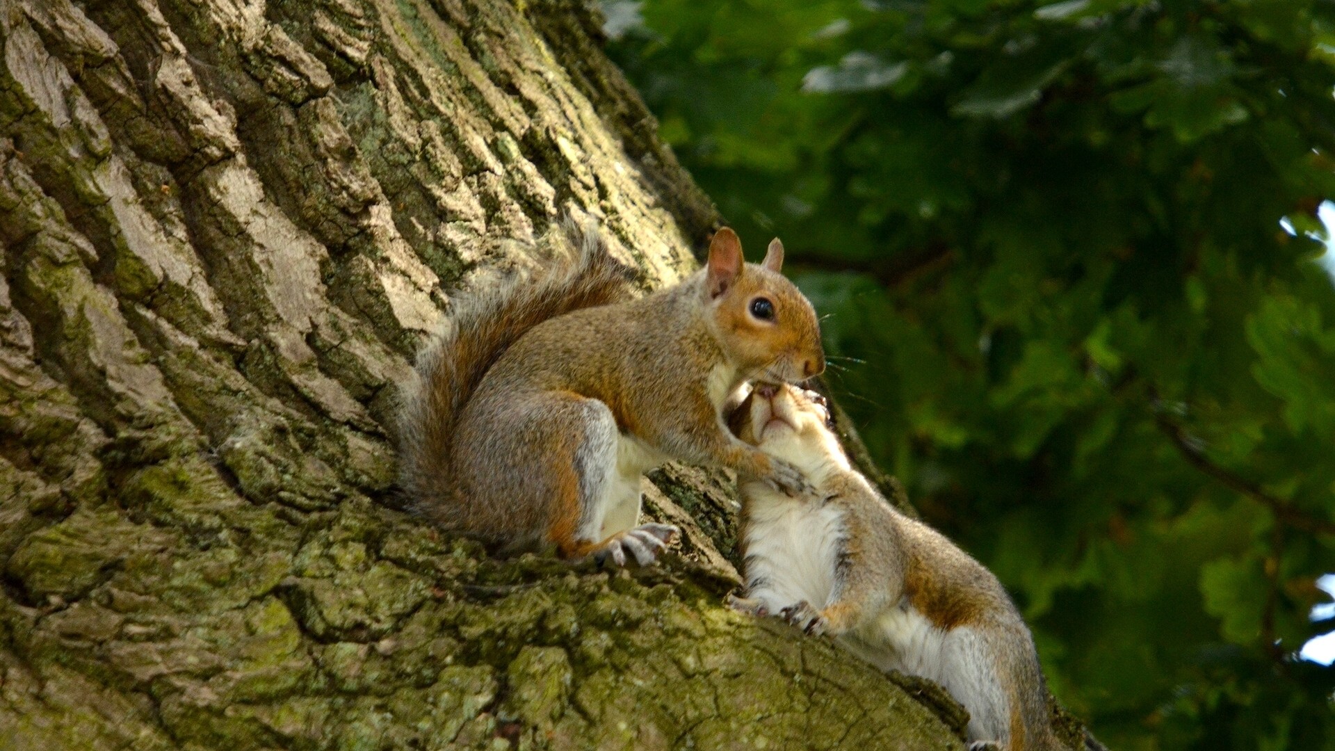 松鼠夫妻恋人秀恩爱可爱松鼠电脑桌面动物壁纸下载_高清动物壁纸