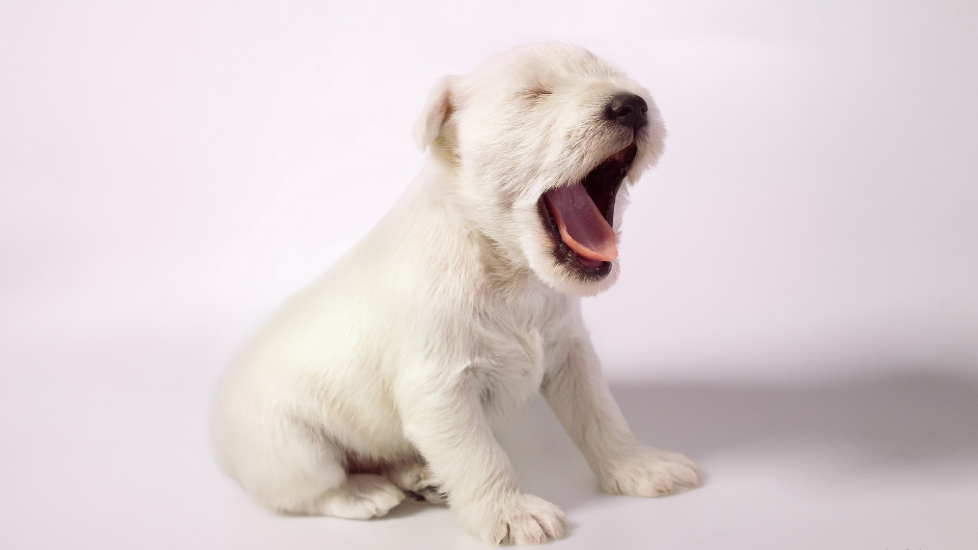 小狗打哈欠张嘴电脑桌面动物壁纸下载_高清动物壁纸