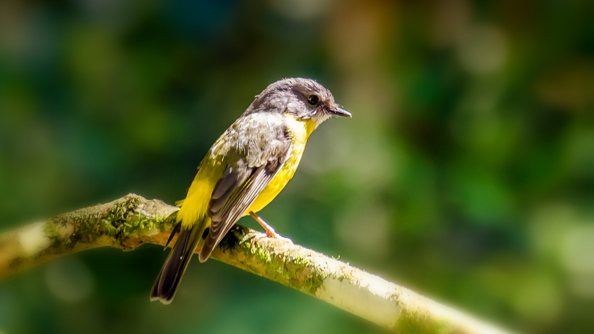 树枝上的小鸟图片壁纸_高清动物壁纸