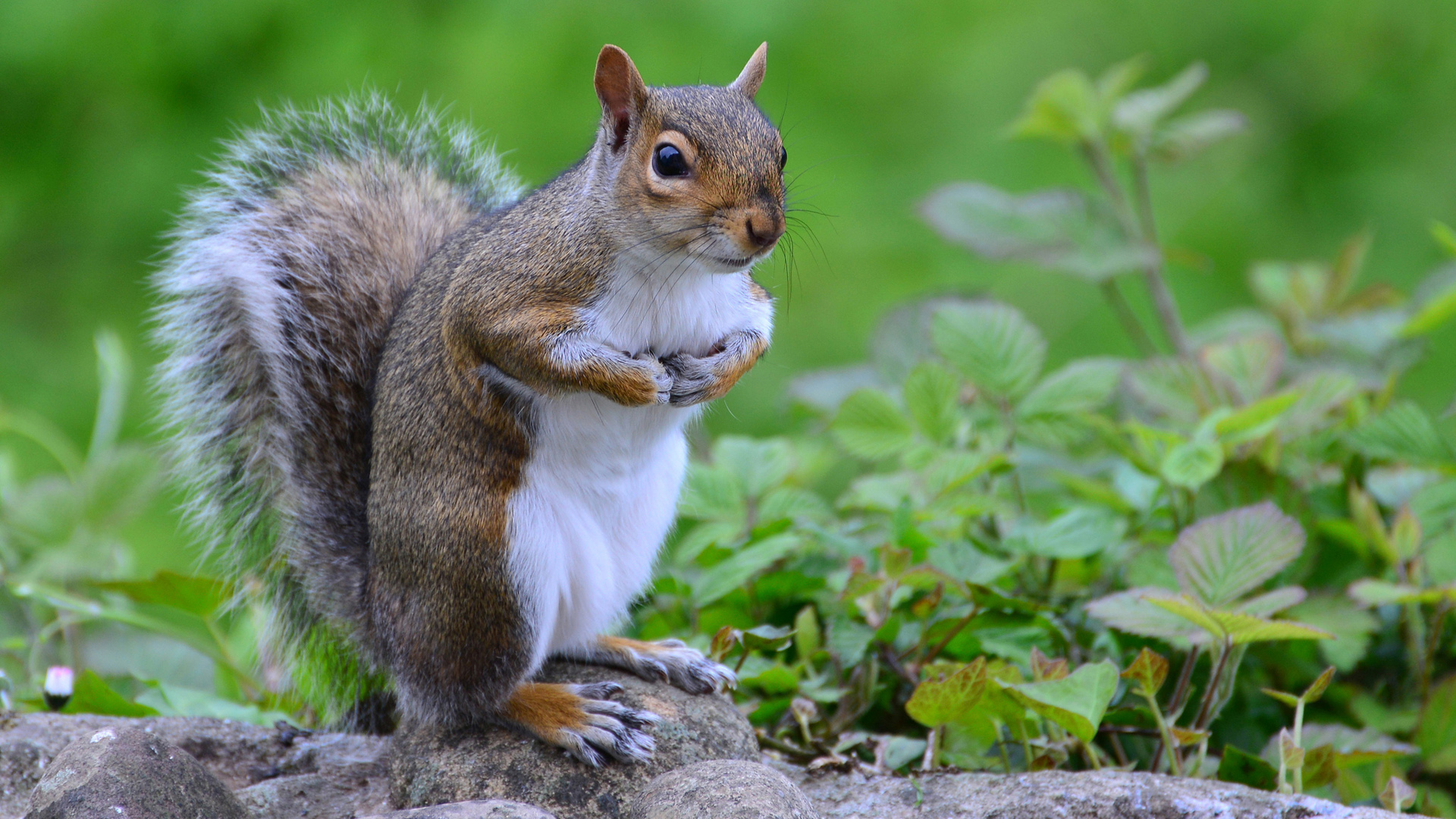 松鼠草果岭可爱站姿动物电脑桌面动物壁纸下载_高清动物壁纸
