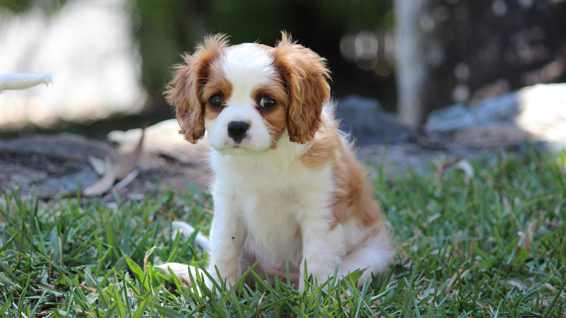小狗眼神表情草地可爱小狗壁纸_高清动物壁纸