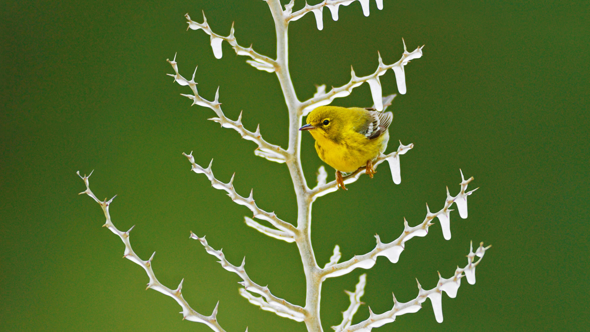 冰枝上的雌松莺电脑桌面动物壁纸下载_高清动物壁纸