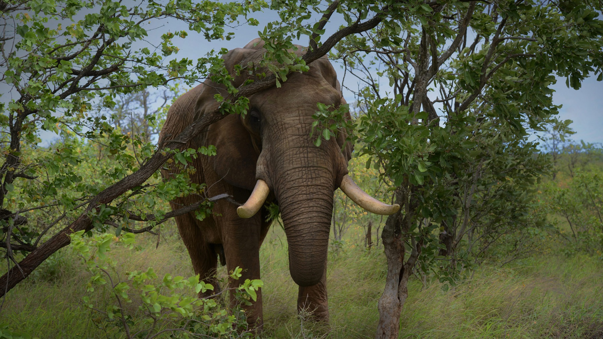 树木 草 大象 象牙 自然的动物图片 大象电脑壁纸_高清动物壁纸