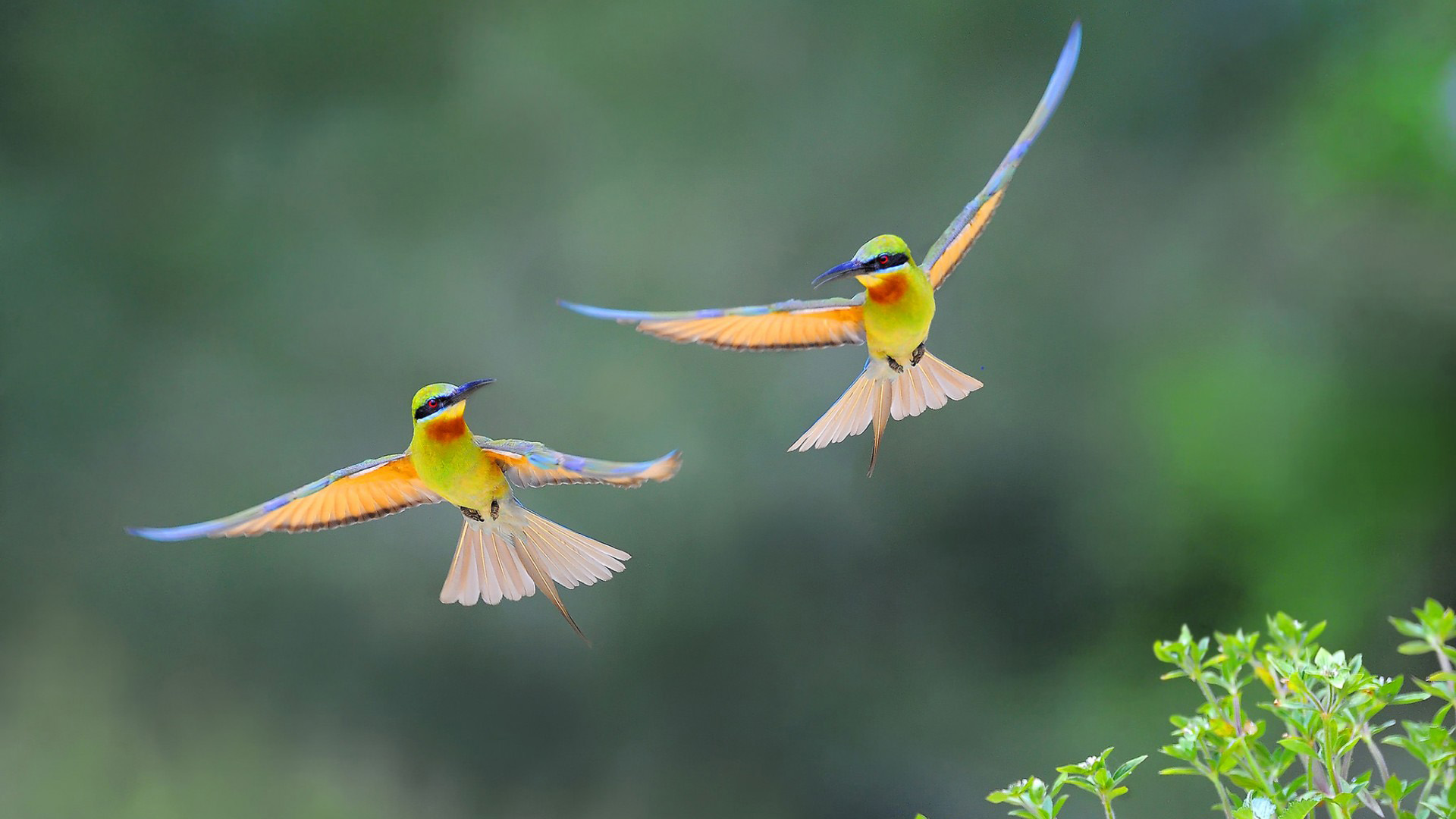 两只鸟儿青梅竹马尾巴翅膀飞翔电脑桌面动物壁纸下载_高清动物壁纸