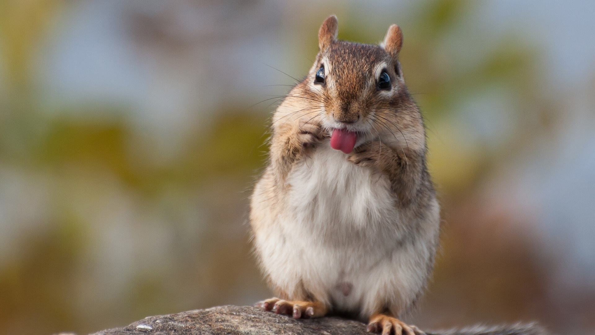 花栗鼠可爱壁纸_高清动物壁纸