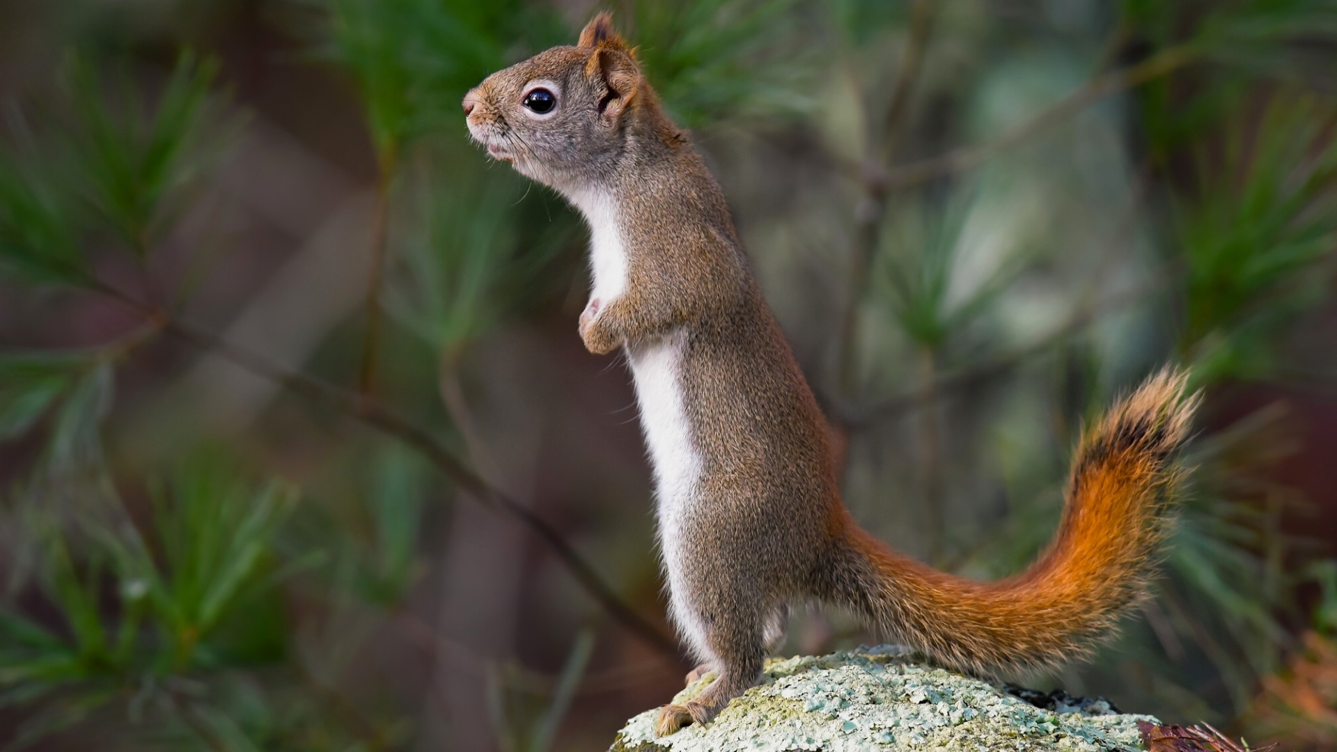 可爱小松鼠 站立 萌 眼神 自然可爱动物 小松鼠电脑桌面动物壁纸下载_高清动物壁纸