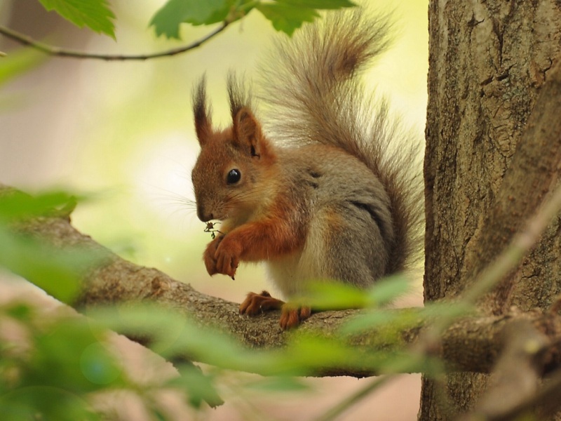 松鼠树分支树枝觅食可爱的眼神动物壁纸_高清动物壁纸
