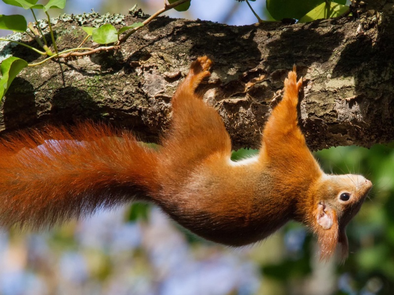 可爱小松鼠树木叶子攀爬可爱动物壁纸_高清动物壁纸