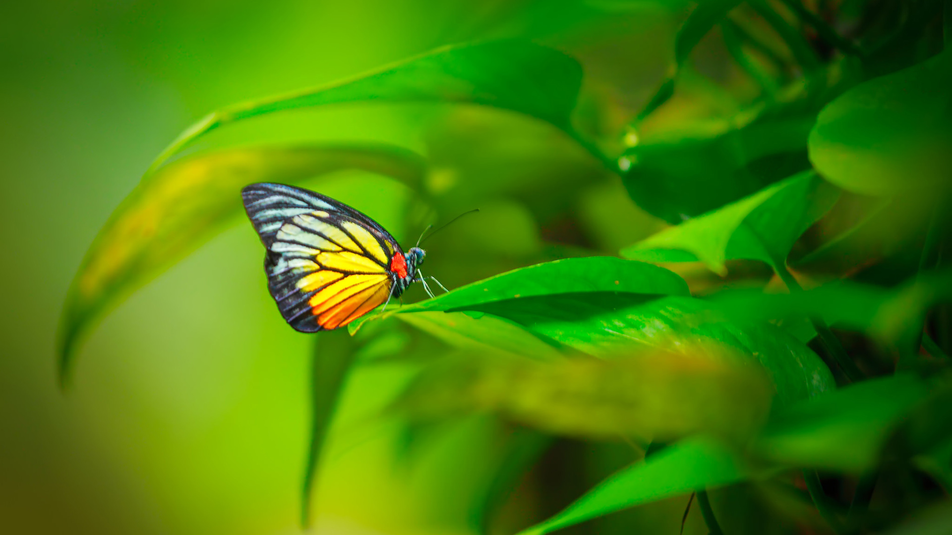 昆虫蝴蝶翅膀绿色植物叶子护眼电脑桌面动物壁纸下载_高清动物壁纸