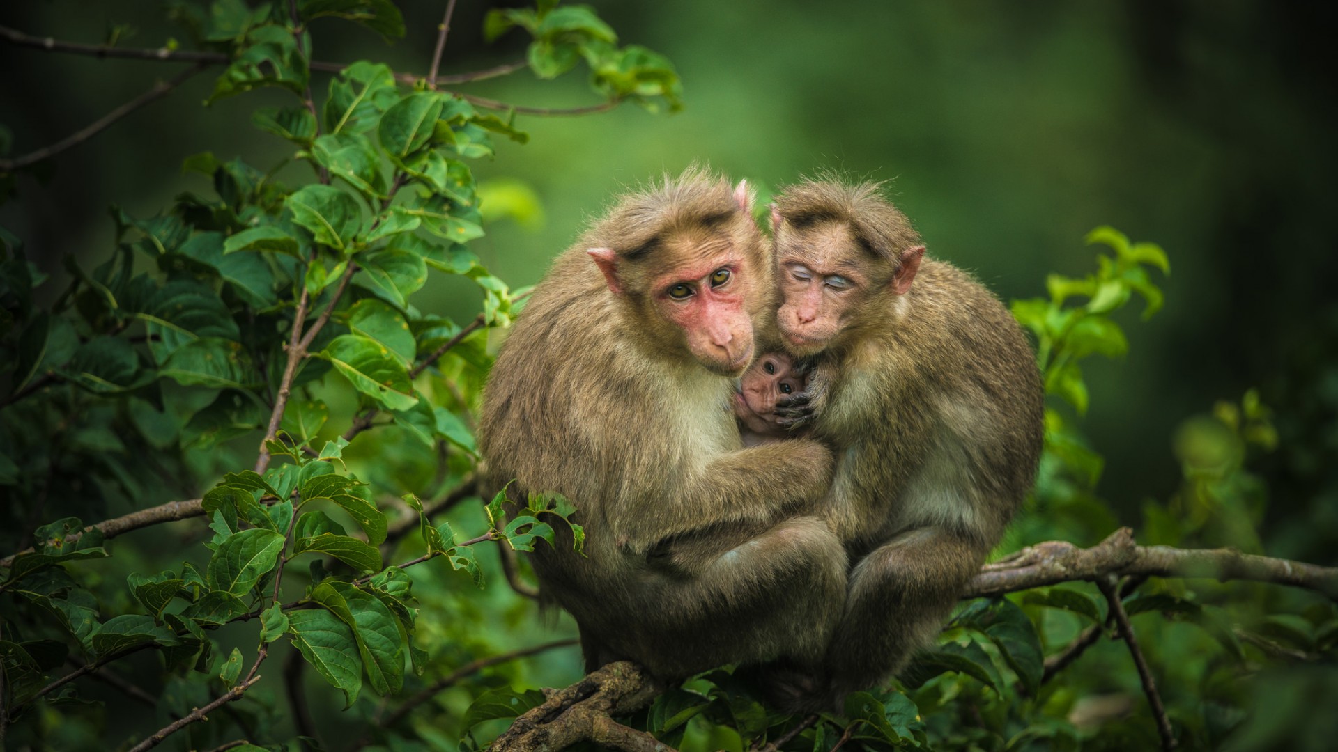树林 树枝 猴子 小猴子 一家人 猴子电脑桌面动物壁纸下载_高清动物壁纸