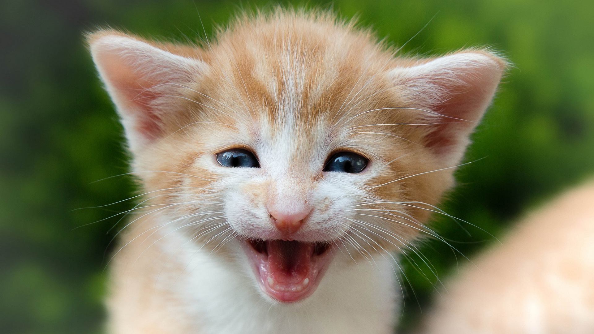 小猫萌可爱表情小猫咪壁纸_高清动物壁纸