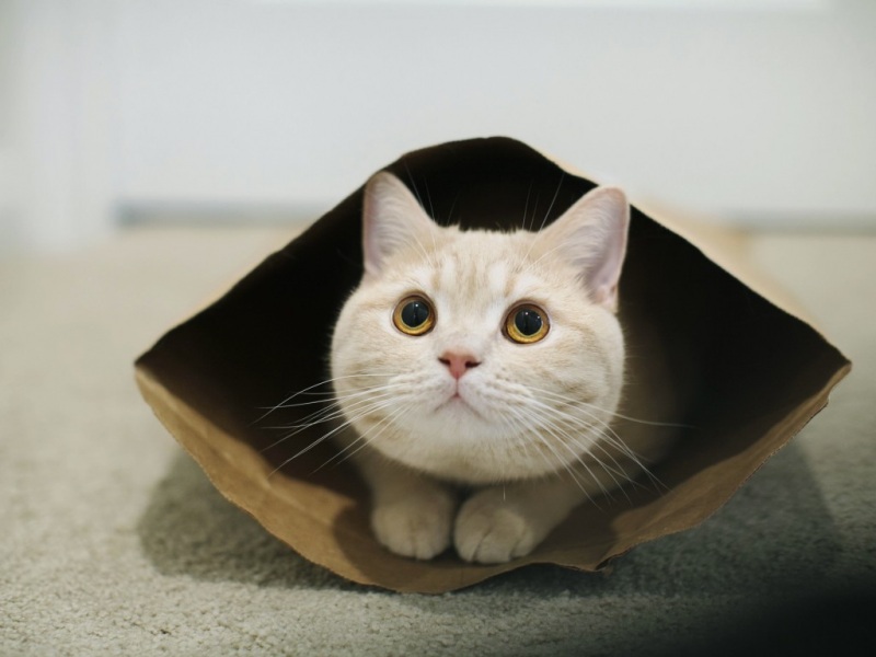 猫注视着大眼睛长胡须纸袋胖乎乎的猫萌萌的猫猫壁纸_高清动物壁纸