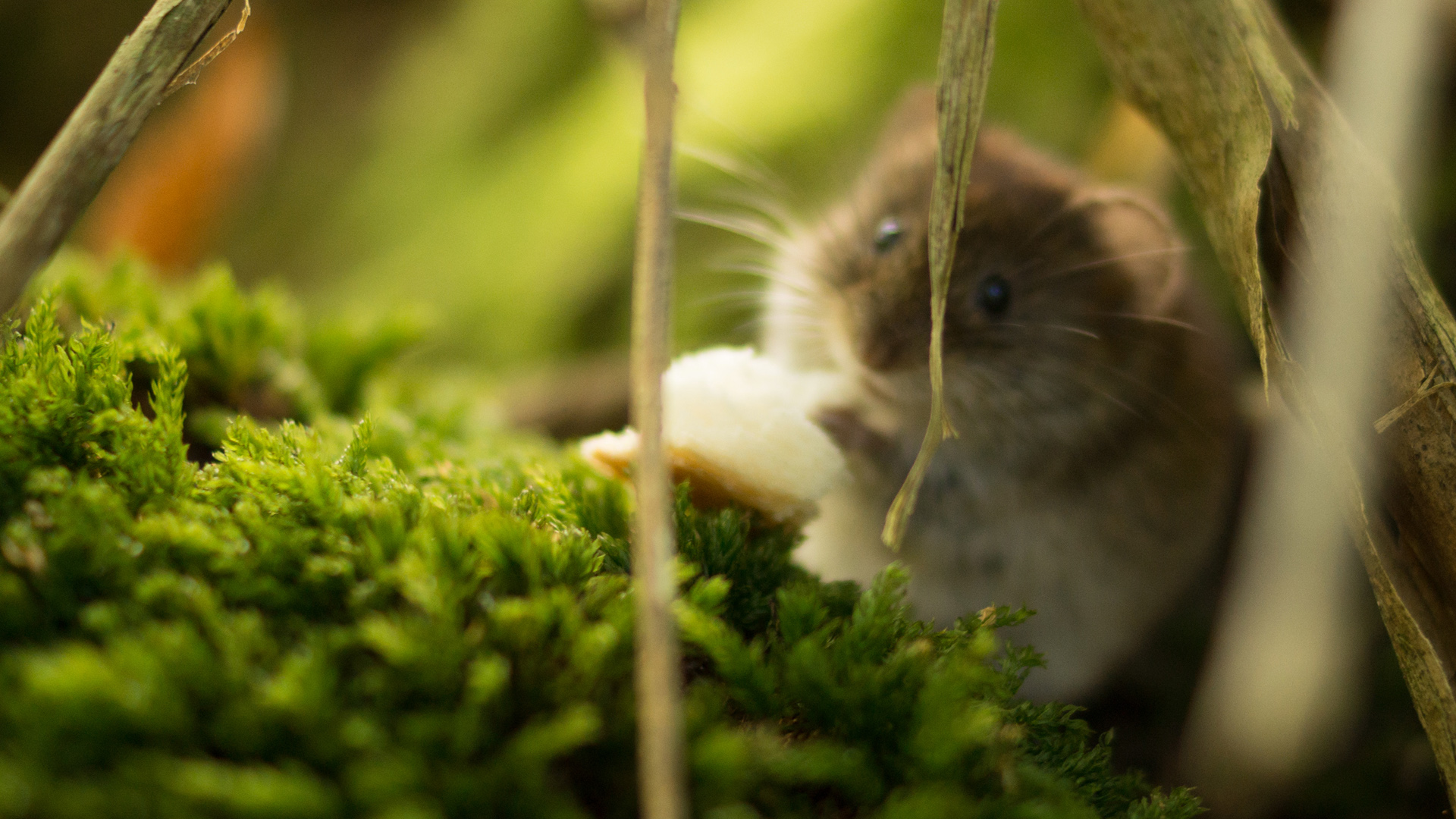 森林里的可爱小仓鼠电脑桌面动物壁纸下载_高清动物壁纸