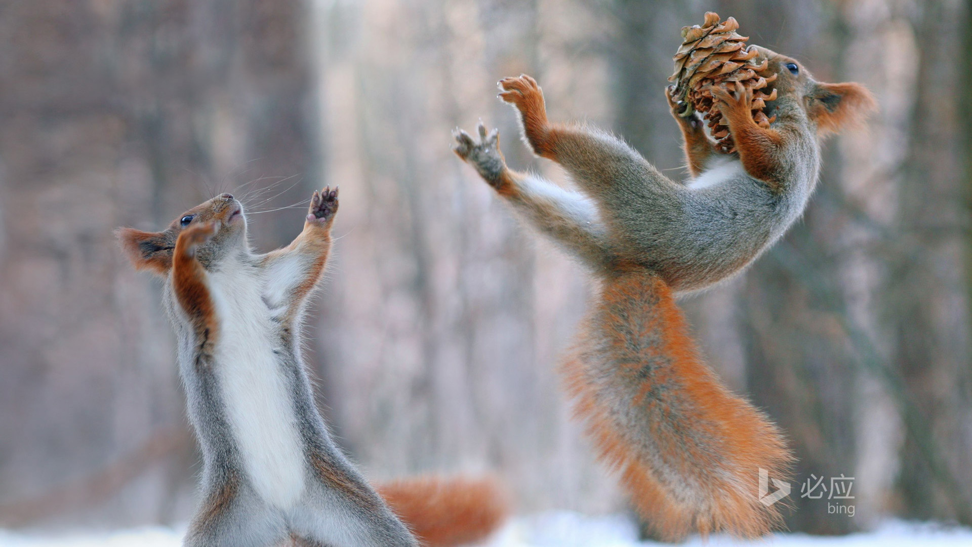 森林中两只可爱红松鼠、松果、电脑桌面动物壁纸下载_高清动物壁纸
