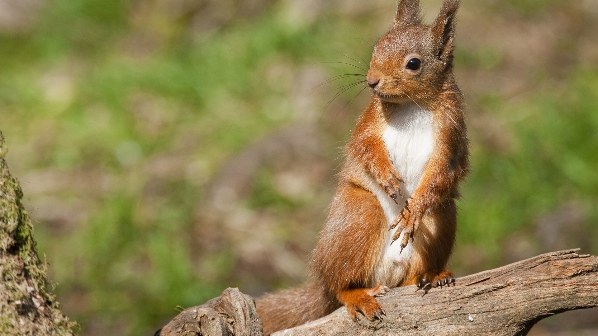 小松鼠表情姿势森林木桩动物壁纸_高清动物壁纸