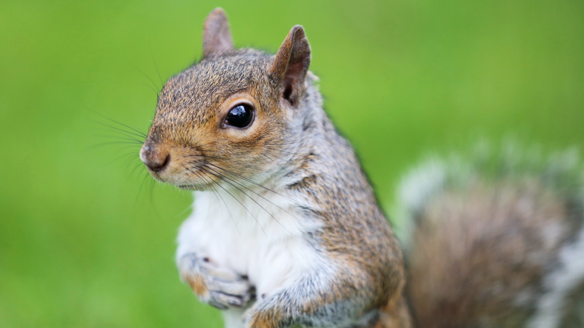 松鼠 可爱眼神 胡须 绿色背景 松鼠壁纸_高清动物壁纸