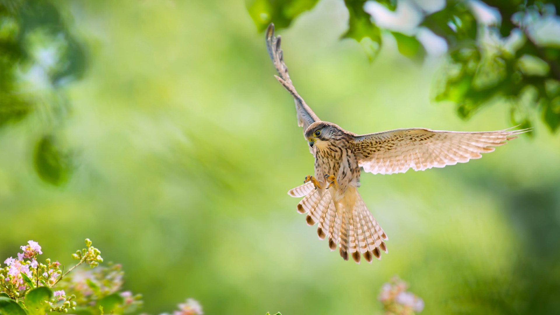 红隼电脑桌面动物壁纸下载_高清动物壁纸
