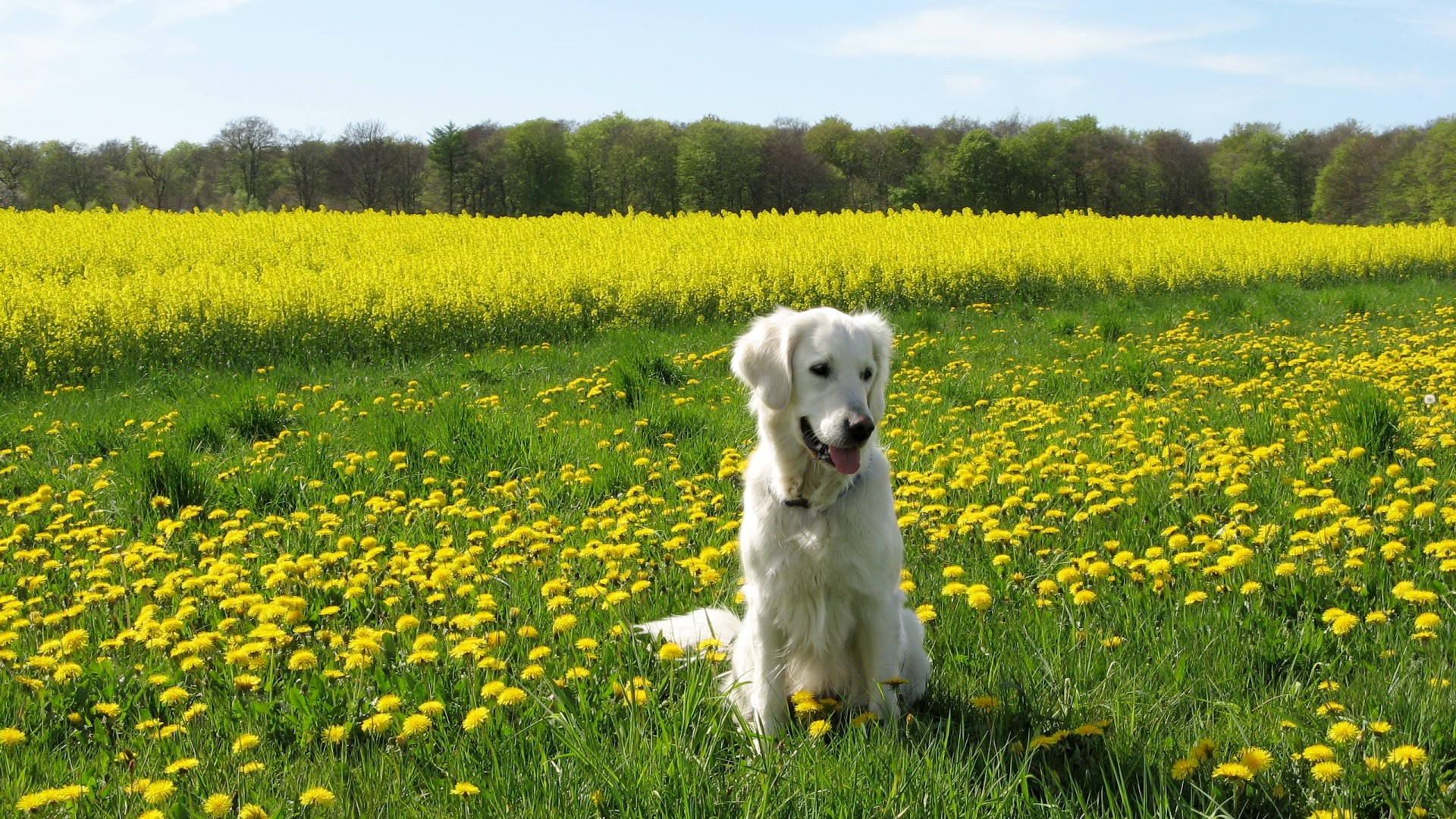 夏天 狗 花海 电脑桌面动物壁纸下载_高清动物壁纸