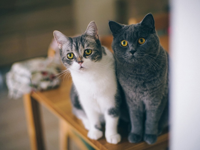 开饭啦两只猫咪可爱眼神表情胡须注视专心入神猫猫壁纸_高清动物壁纸