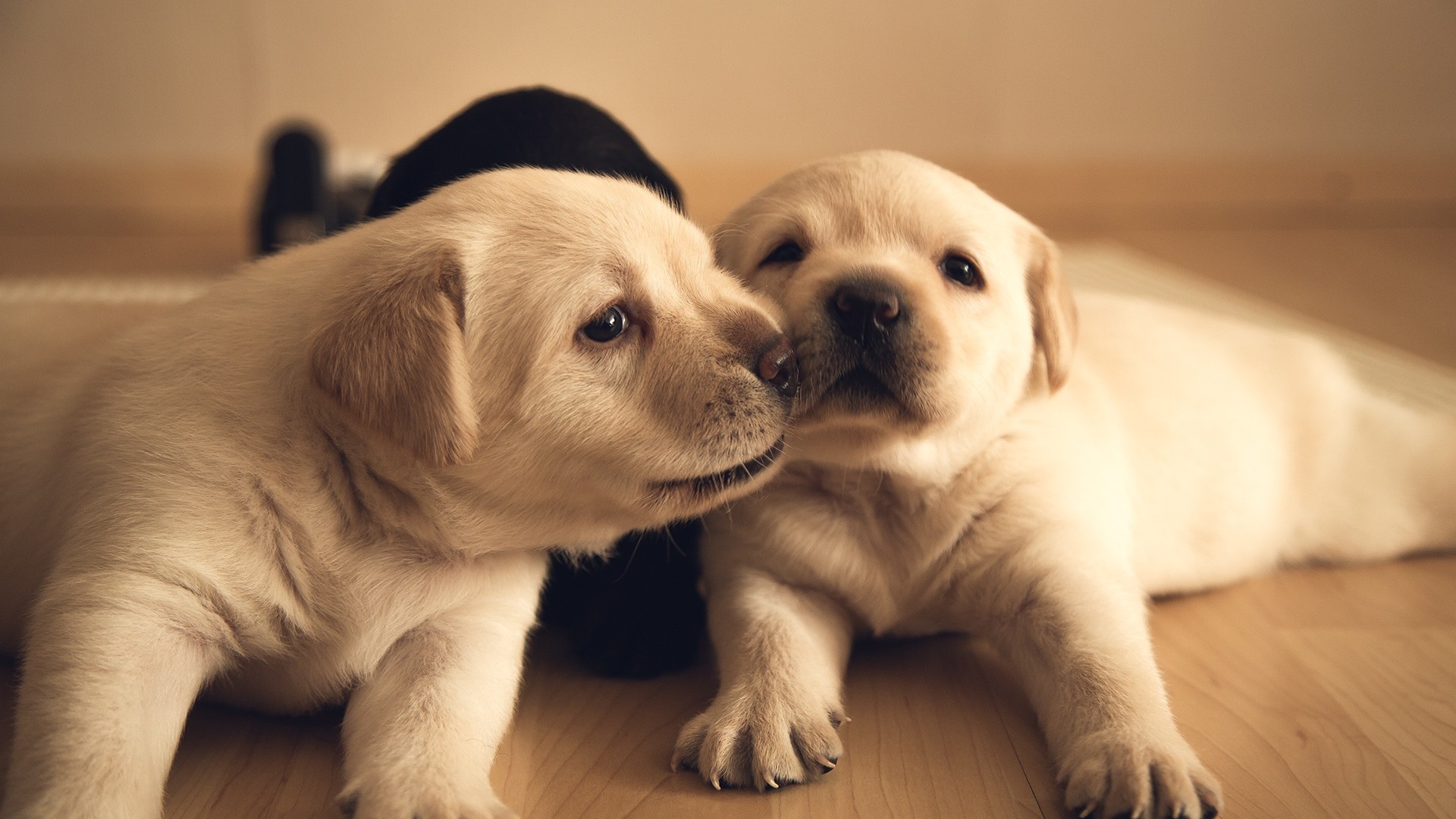 两只可爱小狗亲密照电脑桌面动物壁纸下载_高清动物壁纸