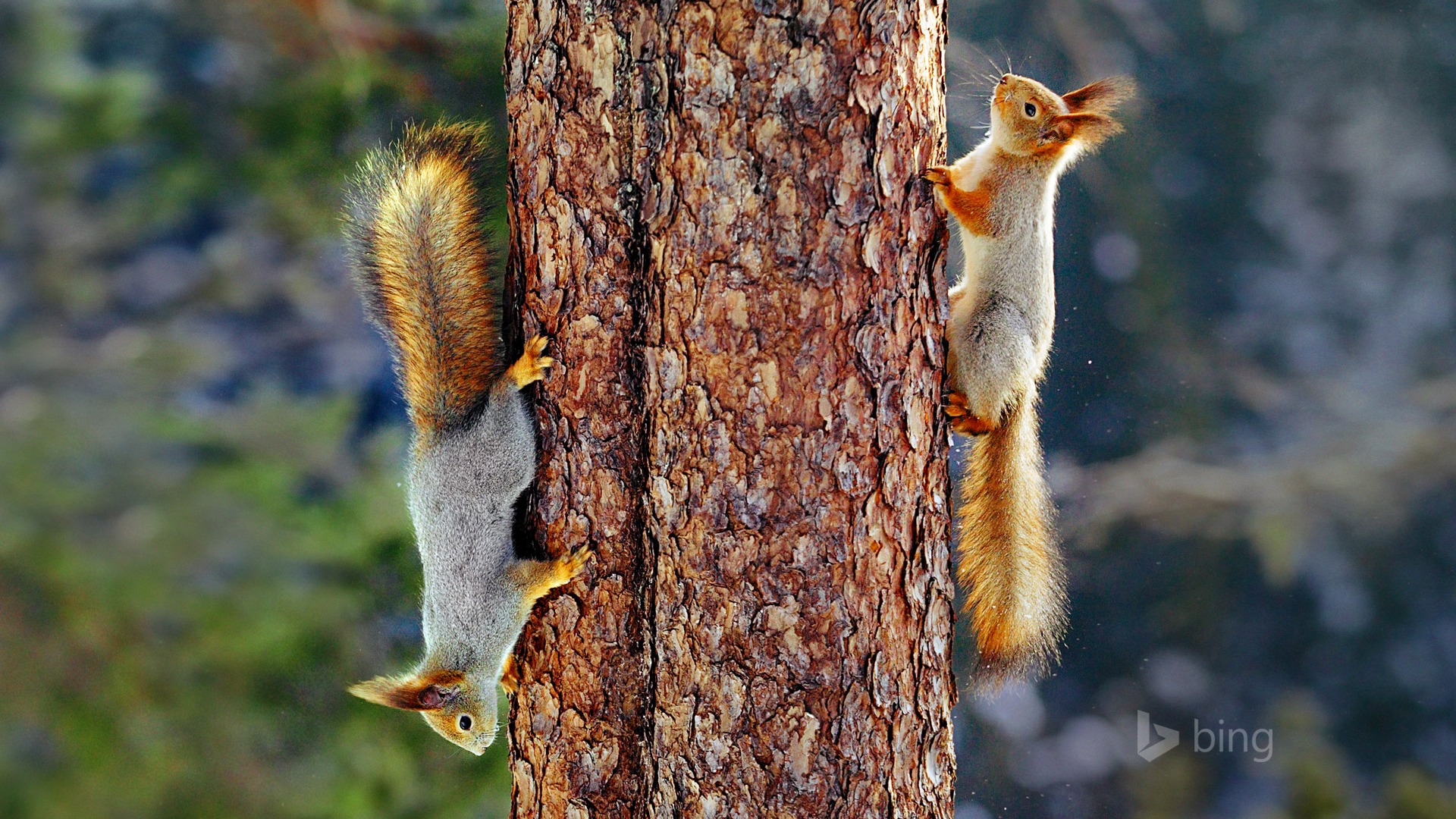 小松鼠一对森林树攀爬可爱小松鼠壁纸_高清动物壁纸