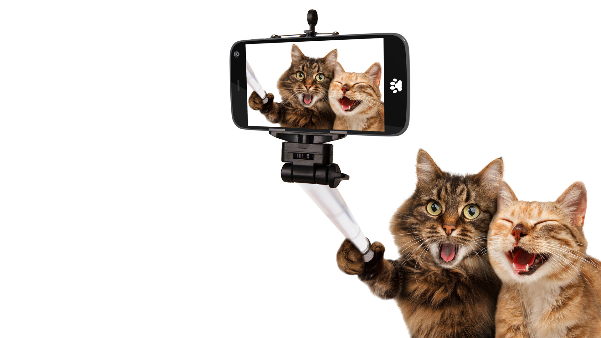 聪明的猫自拍 可爱猫咪自拍表情电脑桌面动物壁纸下载_高清动物壁纸