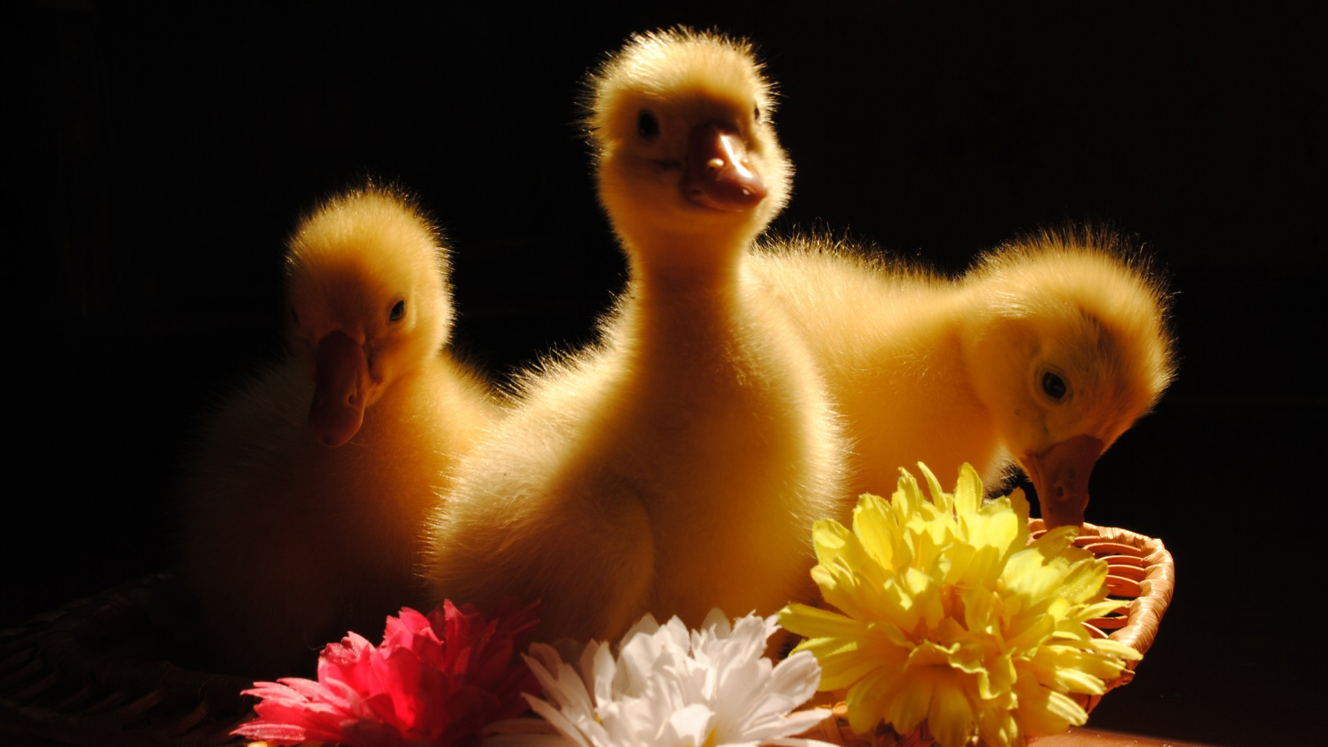 三只小鸭子鲜花可爱小鸭子壁纸_高清动物壁纸