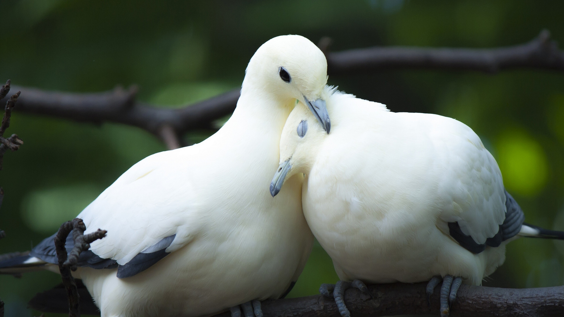 两只鸽子情侣依偎电脑桌面动物壁纸下载_高清动物壁纸
