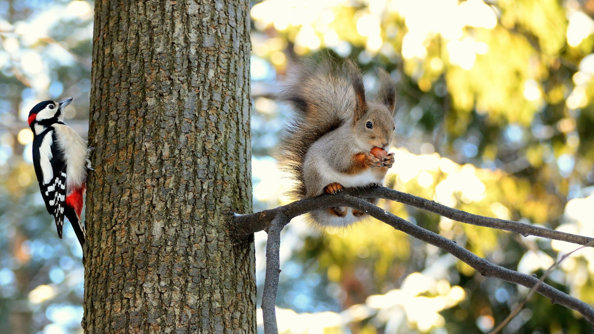 小松鼠啄木鸟动物的友好森林树可爱动物电脑桌面动物壁纸下载_高清动物壁纸