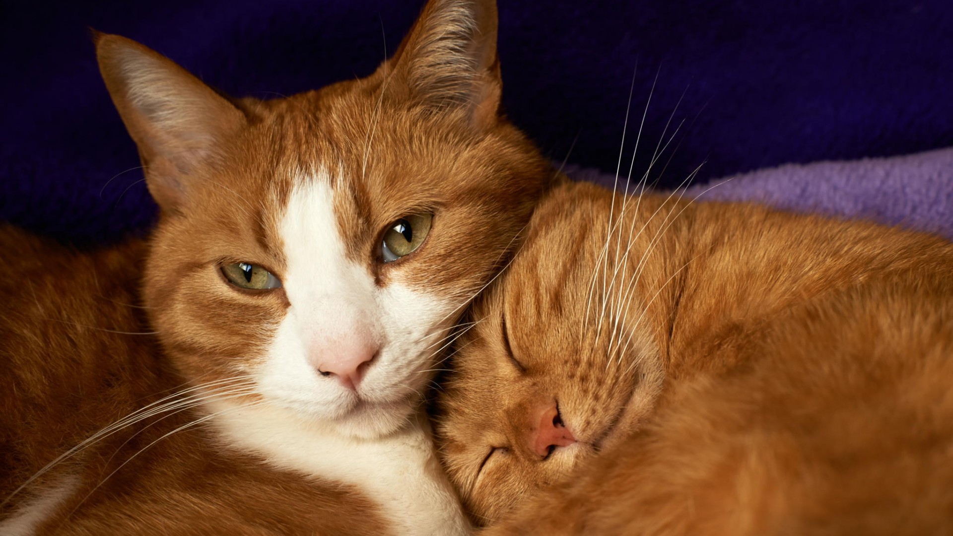 猫情侣恩爱幸福睡觉甜蜜爱情电脑桌面动物壁纸下载_高清动物壁纸