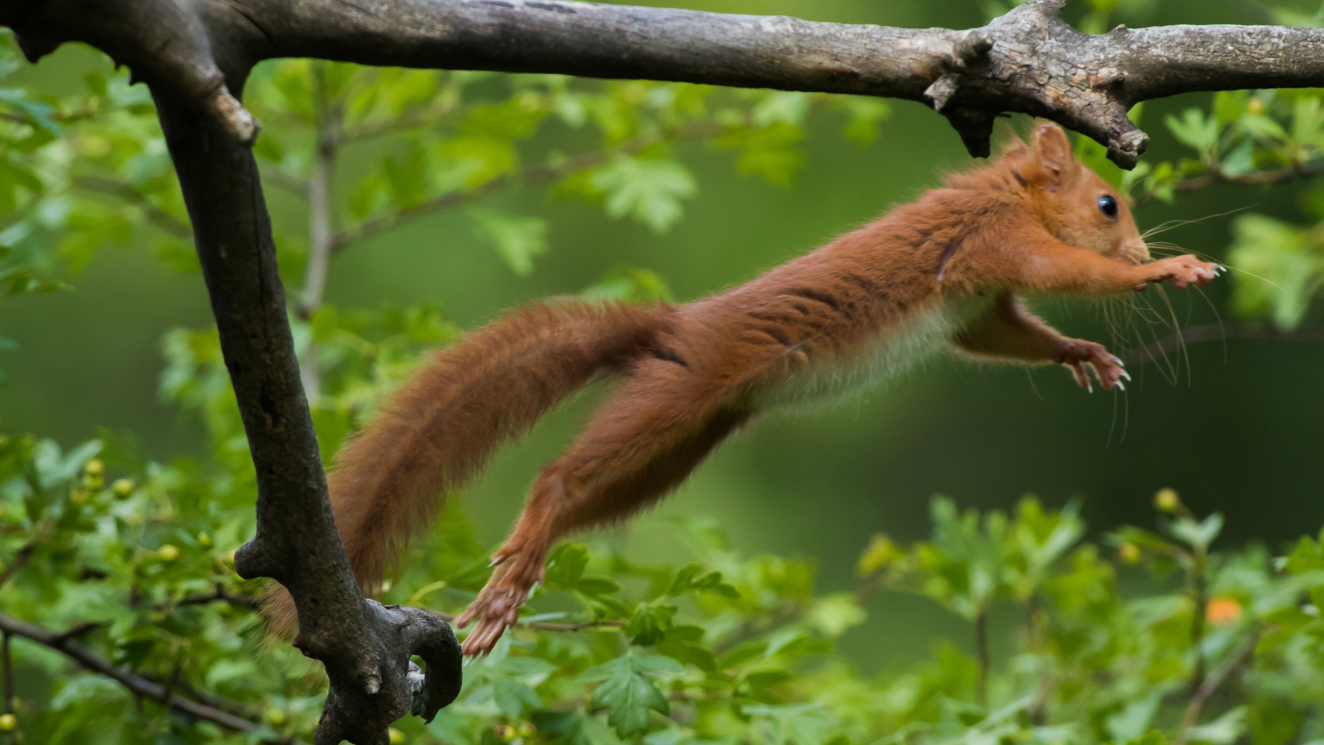 林间可爱小松鼠飞行起跳电脑桌面动物壁纸下载_高清动物壁纸