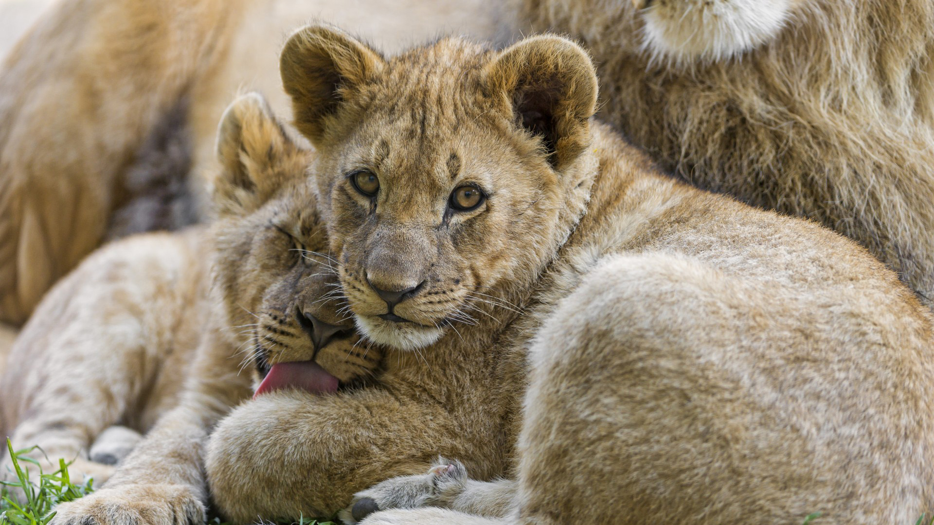 豹子 小豹子 小猎豹 电脑壁纸_高清动物壁纸