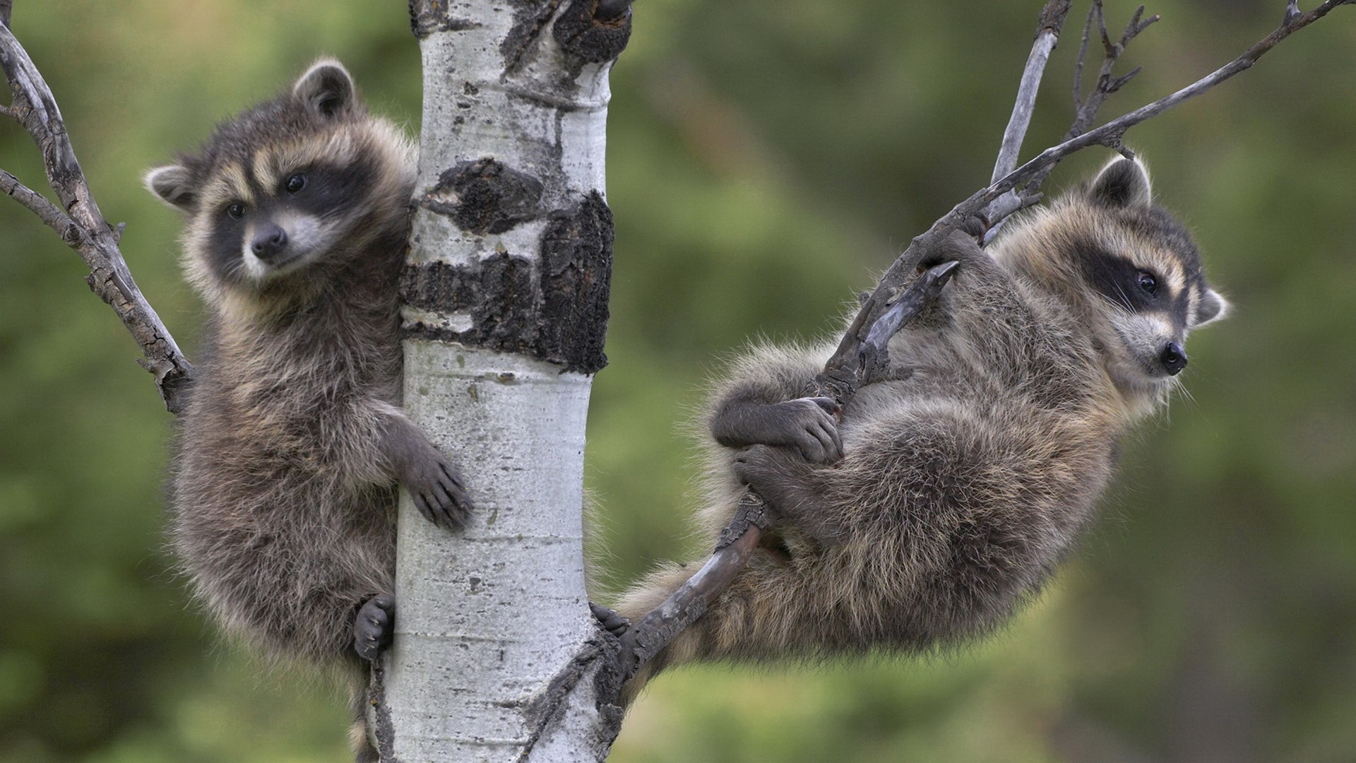 两只浣熊树树枝攀爬可爱浣熊壁纸_高清动物壁纸