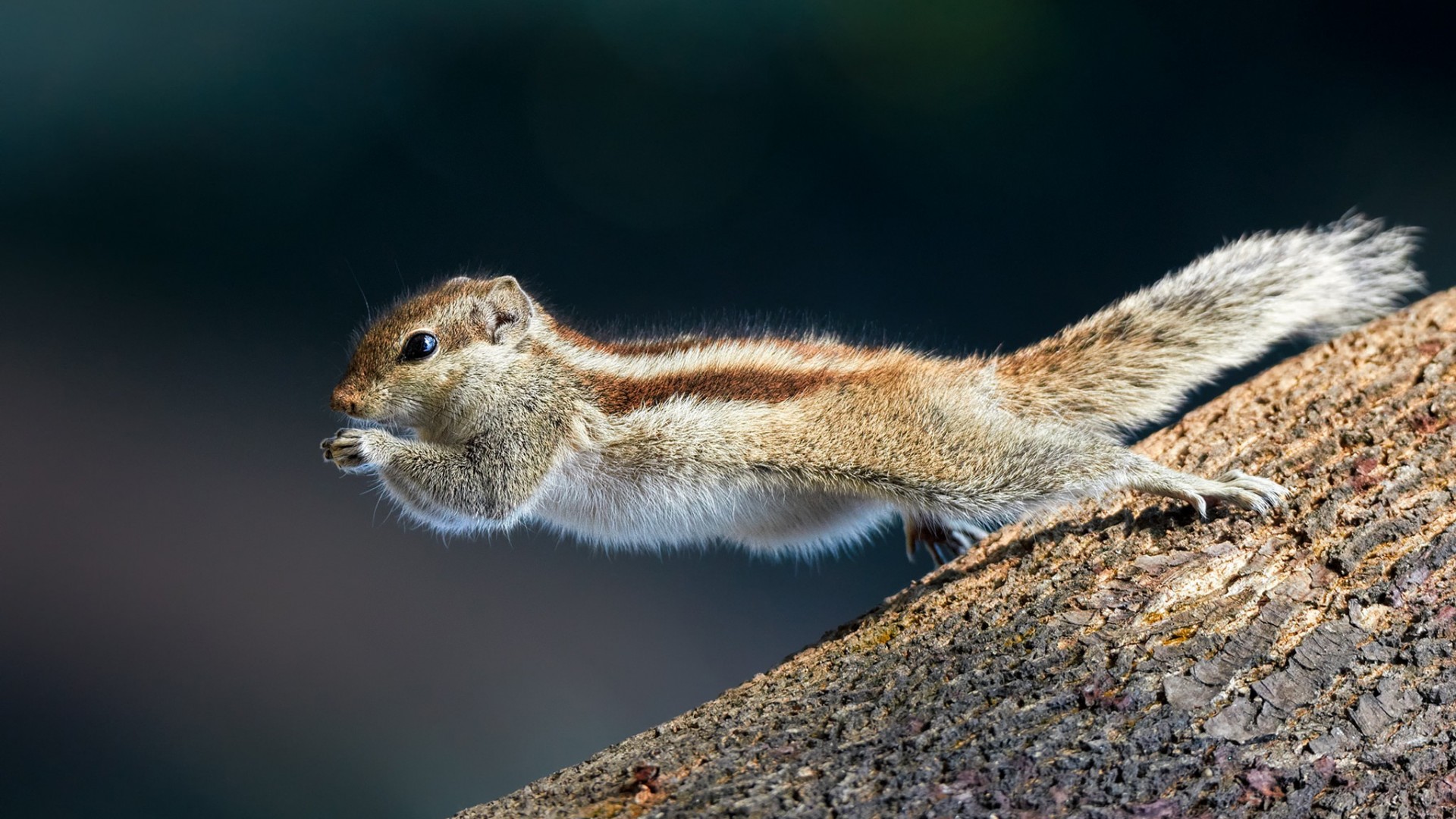 自然森林 树木 松鼠跳跃电脑桌面动物壁纸下载_高清动物壁纸