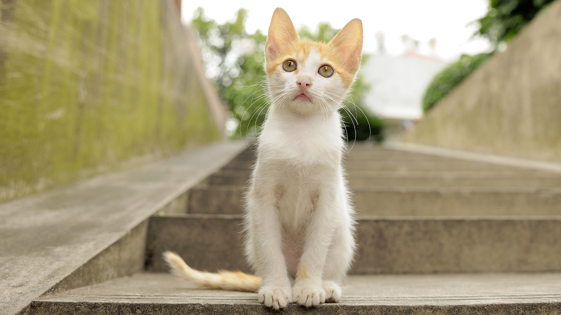 可爱的小猫 坐姿 阶梯 夏天 电脑壁纸_高清动物壁纸