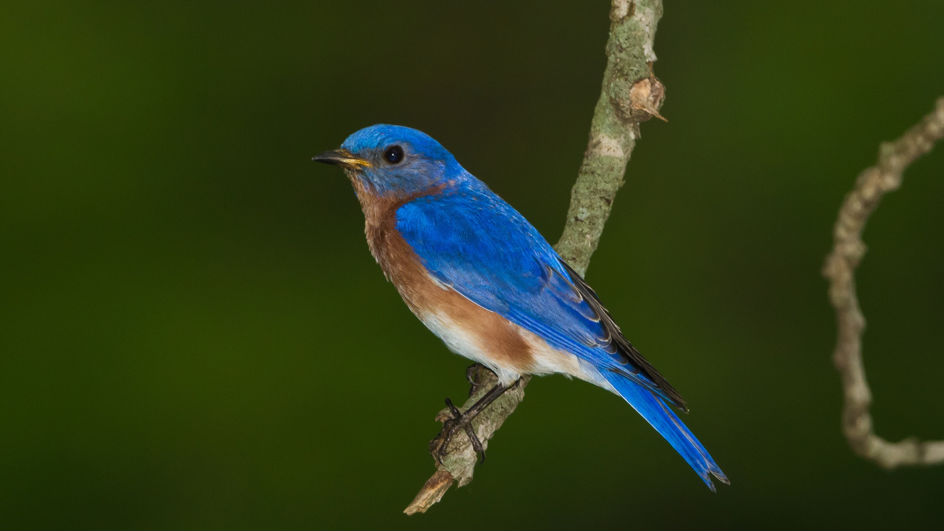 蓝色羽毛鸟电脑壁纸_高清动物壁纸
