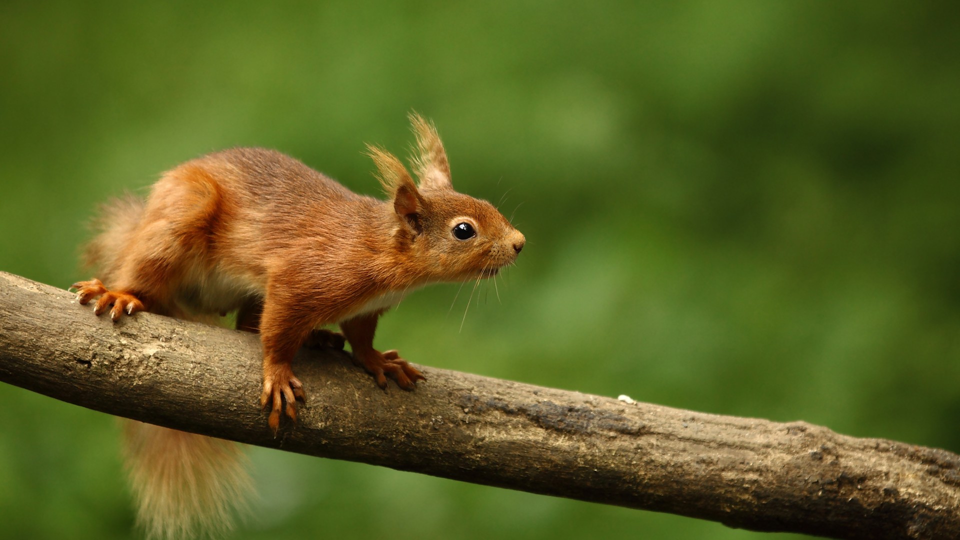 林中小松鼠可爱姿势眼睛树枝动物世界电脑桌面动物壁纸下载_高清动物壁纸