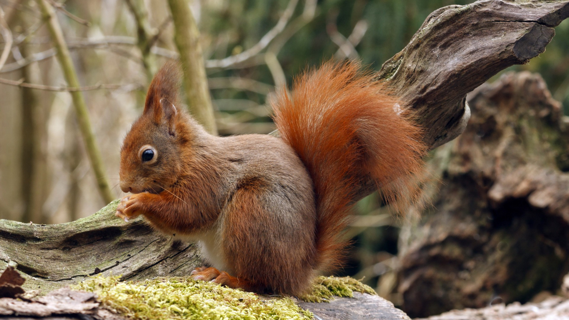 森林小松鼠自然找寻食物树苔藓可爱动物主题电脑桌面动物壁纸下载_高清动物壁纸