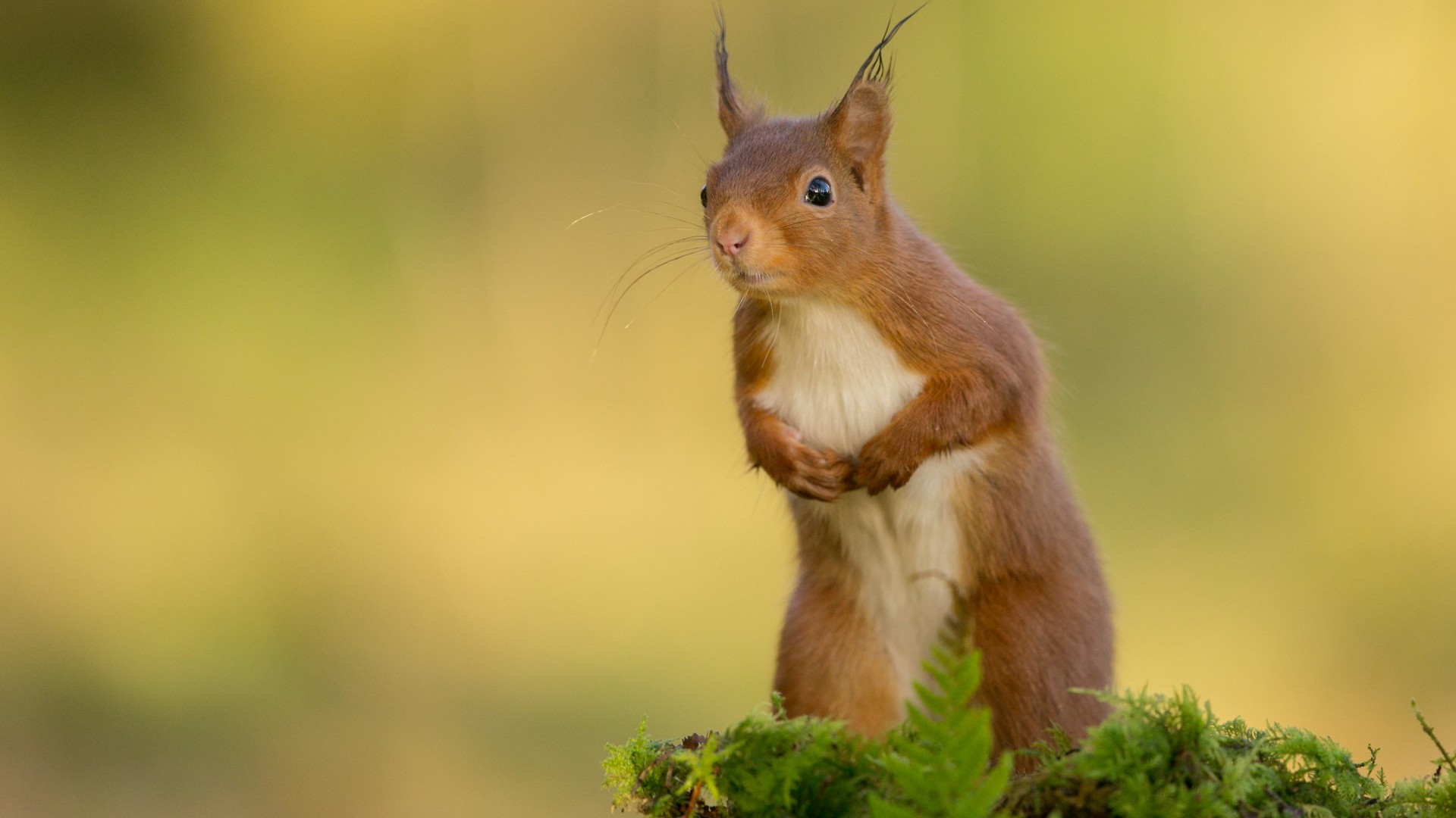 草苔藓树叶松鼠可爱站姿动物壁纸_高清动物壁纸