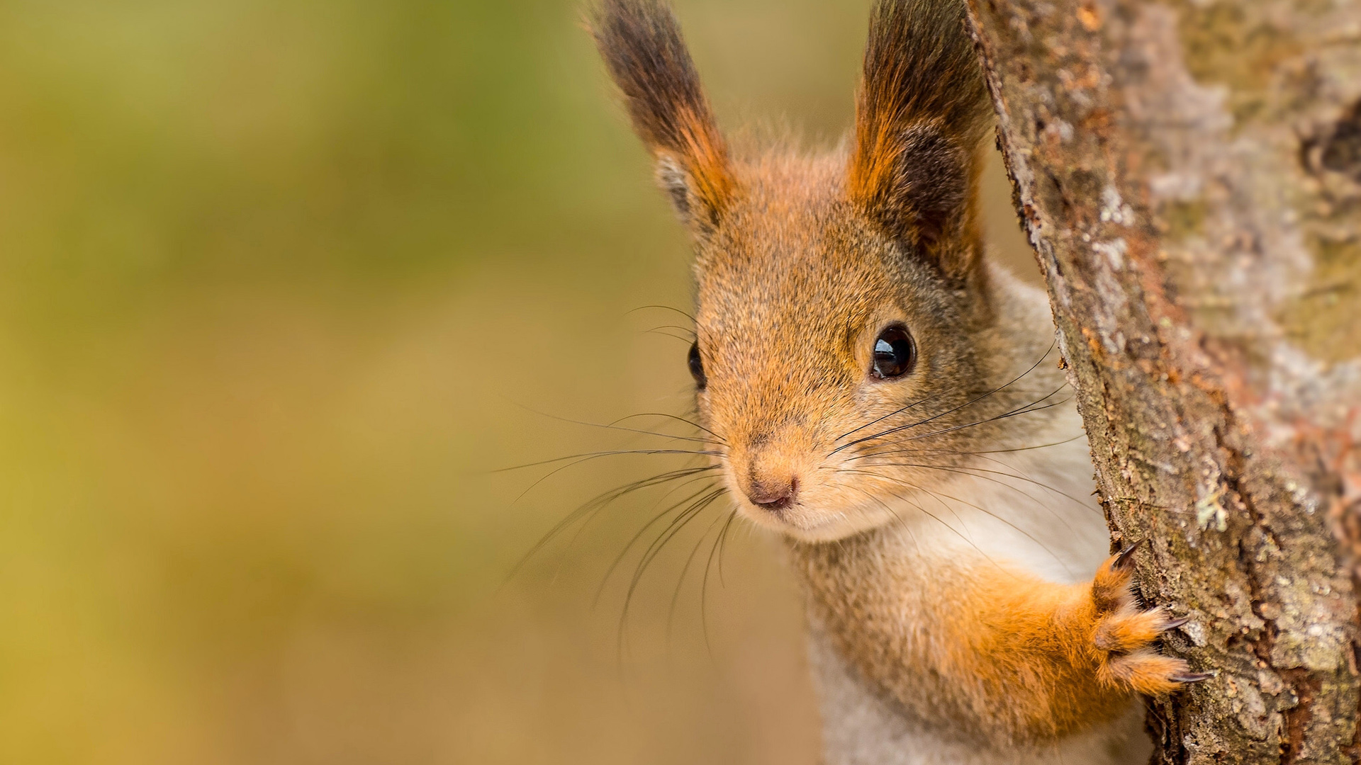 森林 树 可爱松鼠小脸儿电脑桌面动物壁纸下载_高清动物壁纸