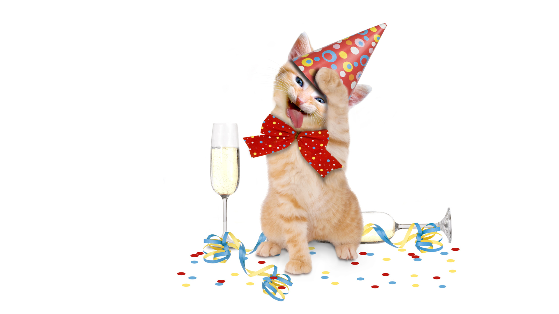 小猫假日节日快乐蝴蝶结可爱萌小猫壁纸_高清动物壁纸