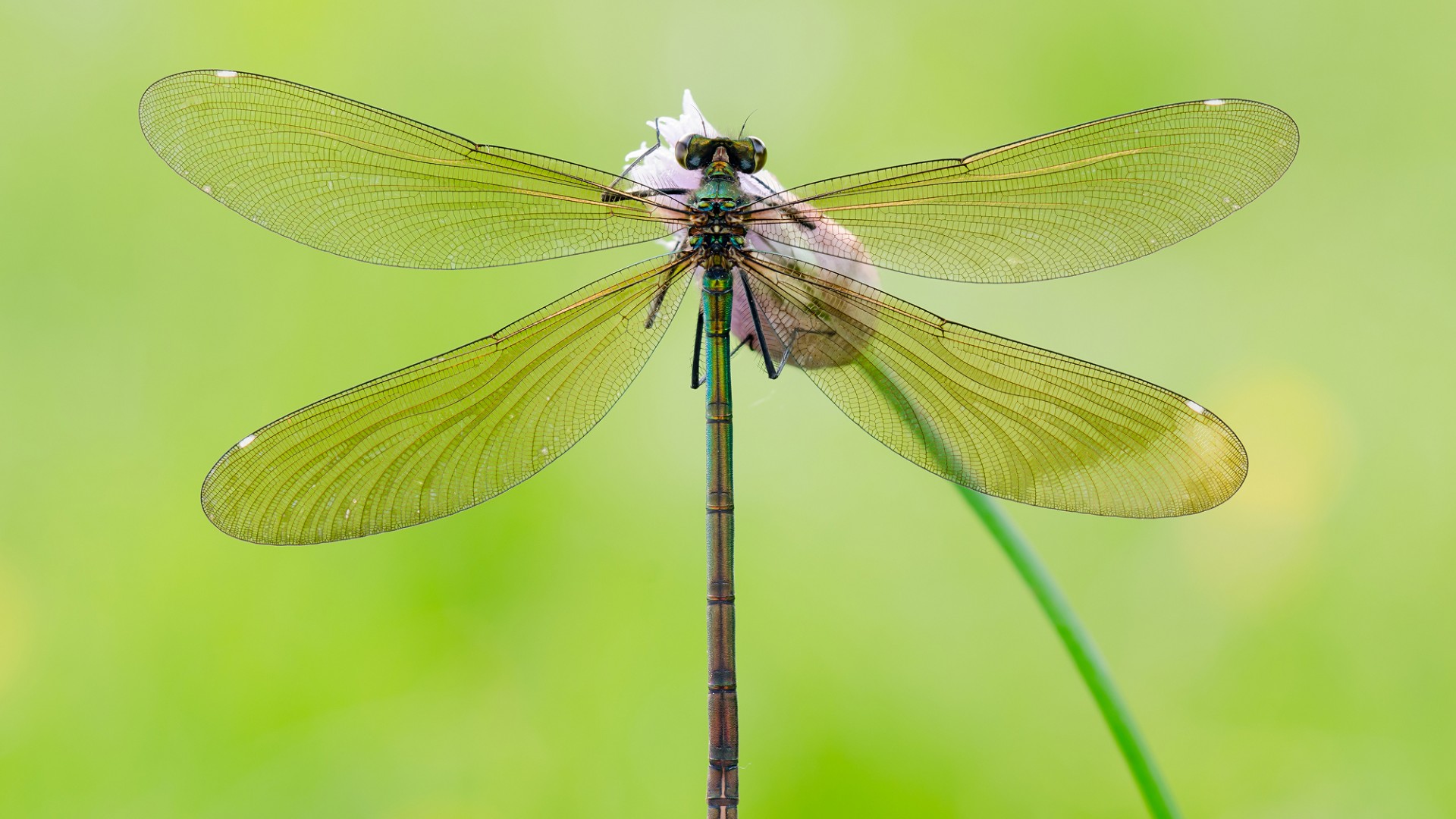 花 芽 蜻蜓 背景图片 蜻蜓电脑壁纸_高清动物壁纸