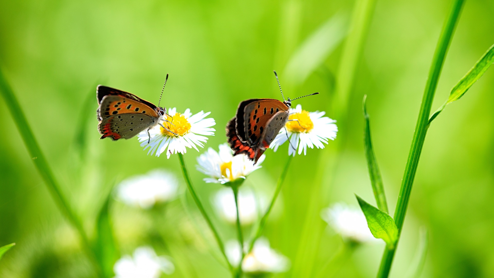 花草 白雏菊花 蝴蝶 电脑壁纸_高清动物壁纸