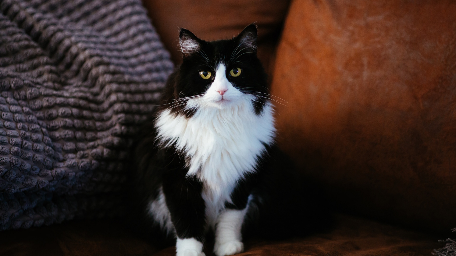 猫的眼睛 目光 胡须 黑白色猫电脑壁纸_高清动物壁纸