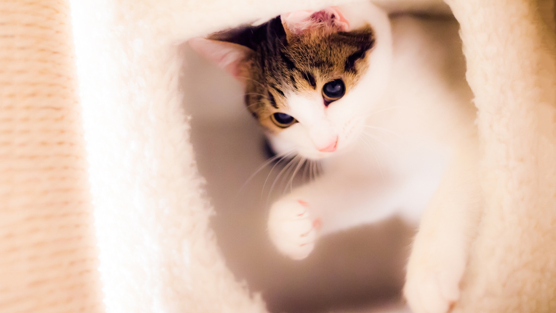 可爱魅力喵星人猫咪电脑桌面动物壁纸下载_高清动物壁纸