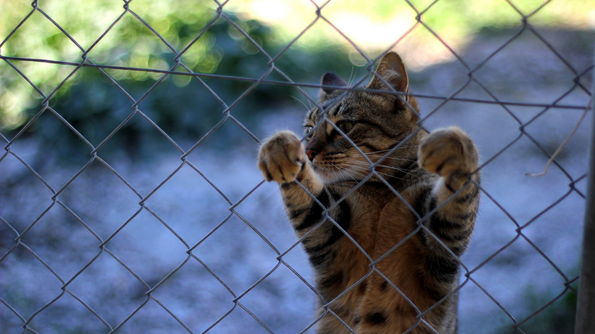 猫胡须爪子栅栏图片心情猫猫电脑桌面动物壁纸下载_高清动物壁纸