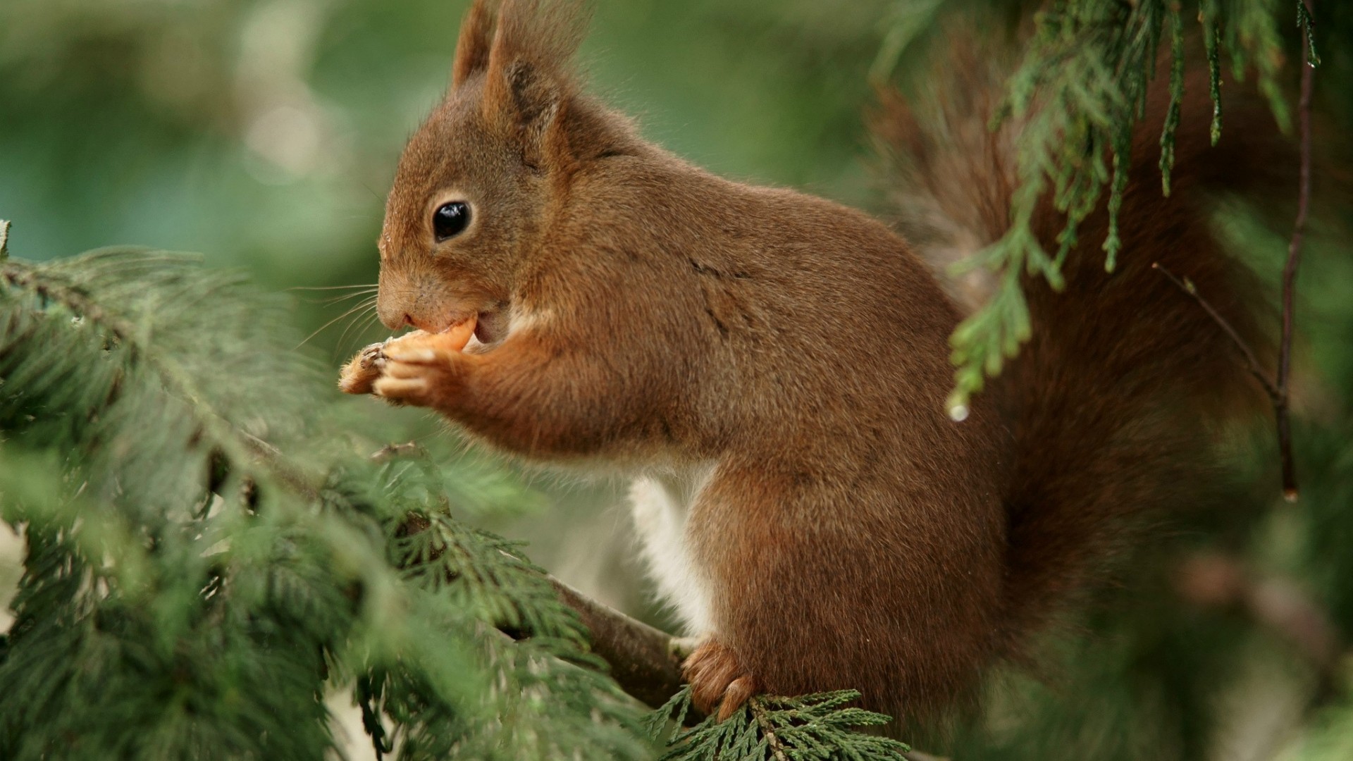 森林里小松鼠吃东西树叶树枝可爱表情动物壁纸_高清动物壁纸